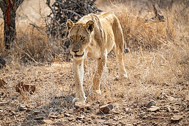 Looking into the camera, lioness on the prowl, Kruger National Park, South Africa