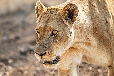 Lioness on the prowl, Kruger National Park, South Africa
