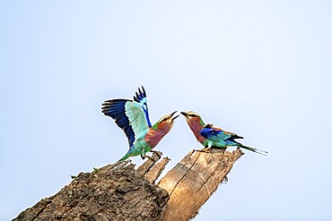 Forked Roller (Coracias caudatus), with open wing, mating behaviour, two birds on a branch in front of a blue sky, Kruger National Park, South Africa