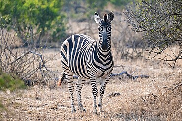 Plains zebra (Equus quagga), in dry grass, Kruger National Park, South Africa