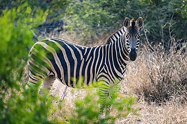 Plains zebra (Equus quagga), adult, between green bushes, Kruger National Park, South Africa