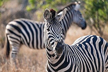 Plains zebra (Equus quagga), adult, animal portrait, Kruger National Park, South Africa