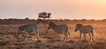 Steppe zebra (Equus quagga), in dry savannah, in the evening light, Kruger National Park, South Africa