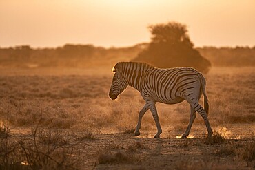 Plains zebra (Equus quagga), in dry savannah, in the evening light, Kruger National Park, South Africa