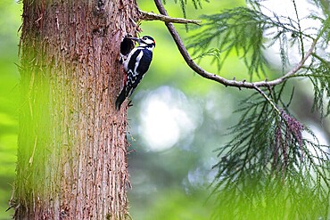 Great spotted woodpecker (Dendrocopos major), male with tongue outstretched at the entrance hole of the breeding cavity, Bad Homburg, Hesse, Germany