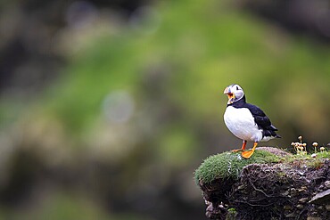 Puffin (Fratercula arctica) on an overgrown rocky outcrop, Shetland Islands, Great Britain