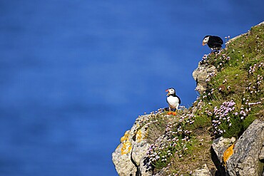 Two puffins (Fratercula arctica) on a flower-covered rocky outcrop, Shetland Islands, Great Britain