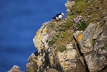Two puffins (Fratercula arctica) on a flower-covered rocky outcrop, Shetland Islands, Great Britain