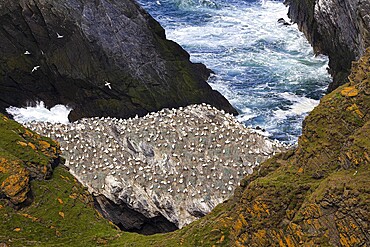 Northern gannet (Morus bassanus), colony on a rocky outcrop above choppy seas, Shetland Islands, Great Britain