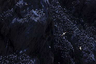Northern gannet (Morus bassanus), flying birds above large breeding colony in a cliff face, Shetland Islands, Great Britain