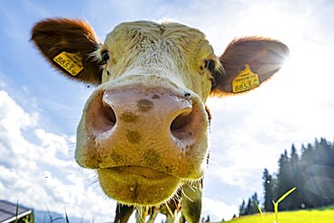 Young curious calf (Bos primigenius taurus), cow on an alpine meadow, snout stretched towards the camera, Simmental cattle, Hochbrixen, Brixen im Thale, Tyrol, Austria