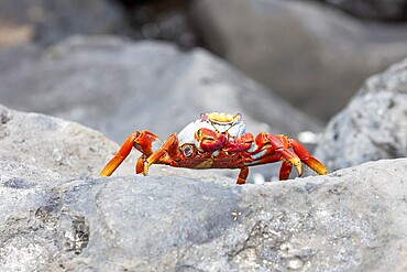 Red rock crab (Grapsus grapsus), San Cristobal, Galapagos, Ecuador