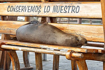 Sea lions (Zalophus wollebaeki), San Cristobal, Galapagos, Ecuador