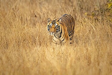 Royal Bengal tiger (Panthera tigris tigris), in tall grass, Bandhavgarh National Park, Bahannara, Manpur, Madhya Pradesh, India