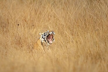 Bengal tiger (Panthera tigris tigris), lying in tall grass, yawning, showing tongue and teeth, Bandhavgarh National Park, Bahannara, Manpur, Madhya Pradesh, India