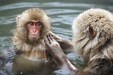 Japanese macaques (Macaca fuscata), lounging, wet, bathing, in winter, Jigokudani Snow Monkey Park, Yamanouchi, Shimotakai, Nagano Prefecture, Japan