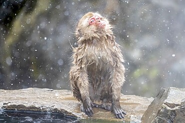 Japanese macaque (Macaca fuscata), wet, bathing, shaking the water out of its fur, in winter, Jigokudani Snow Monkey Park, Yamanouchi, Shimotakai, Nagano Prefecture, Japan