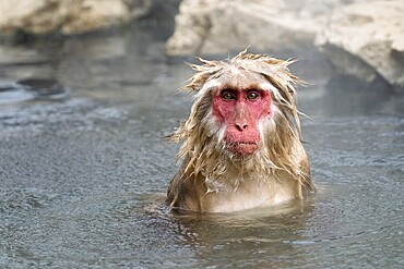 Japanese macaque (Macaca fuscata), wet, bathing, in winter, Jigokudani Snow Monkey Park, Yamanouchi, Shimotakai, Nagano Prefecture, Japan