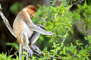 Proboscis monkey (Nasalis larvatus), female, Kota Kinabatangan, Sabah, Malaysia