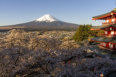 View of Mount Fuji, with the Chureito Pagoda and blossoming cherry trees in the foreground, Fujiyoshida, Yamanashi Prefecture, Japan
