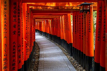 Torii path in Fushimi Inari-Taisha, Lantern, Fushimi-ku, Kyōto, Kyōto Prefecture, Japan