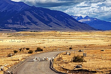 A vast landscape with mountains in the background and a road where sheep can be seen, A herd of goats and sheep in the Patagonian landscape in Argentina