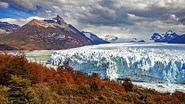 Imposing glacier front in a majestic mountain landscape with autumnal trees and dramatic skies, The Perito Moreno glacier in Argentina