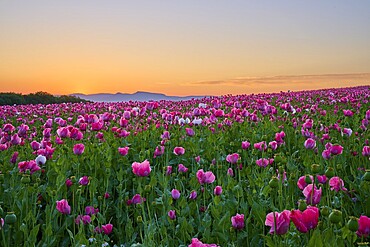 Opium poppy (Papaver somniferum), pink poppies under a calm morning sky, summer, Germerode, Geo nature park Park Frau-Holle-Land, Hoher Meissner, Hesse, Germany