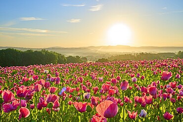 Opium poppy (Papaver somniferum), pink poppies at dawn with fresh blue sky, summer, Germerode, Geo nature park Park Frau-Holle-Land, Hoher Meissner, Hesse, Germany