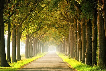 Avenue at the beginning of autumn, Netherlands