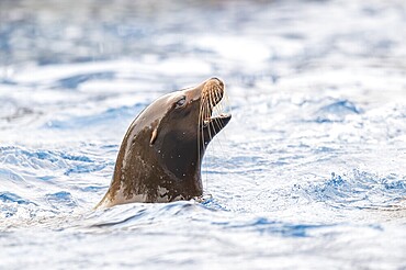 California sea lion (Zalophus californianus) swimming in the water, captive, Germany