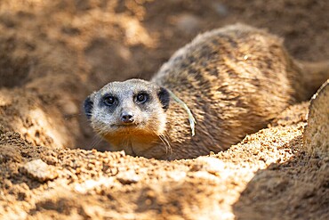 Meerkat (Suricata suricatta) digging in the sand, captive, Zoo Augsburg, Bavaria, Germany