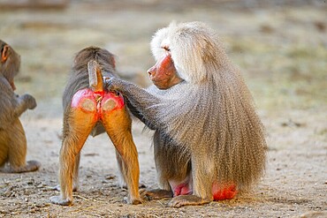 Hamadryas baboon (Papio hamadryas) delouse each other, captive, Zoo Augsburg, Germany