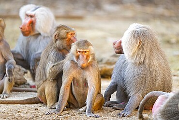 Hamadryas baboon (Papio hamadryas) group sitting, captive, Zoo Augsburg, Germany