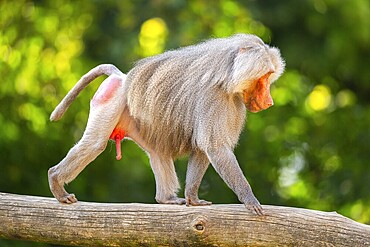 Hamadryas baboon (Papio hamadryas) male walking, captive, Zoo Augsburg, Germany