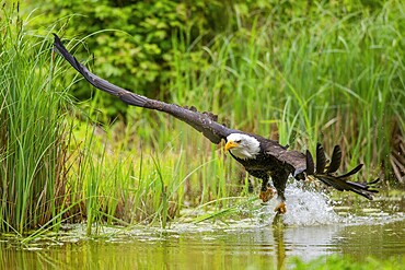Bald eagle (Haliaeetus leucocephalus) flying over a pond, hunting, Bavaria, Germany