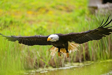 Bald eagle (Haliaeetus leucocephalus) flying over a pond, hunting, Bavaria, Germany