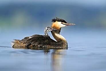 Great Crested Grebe (Podiceps Scalloped ribbonfish), with chicks in plumage swimming in the water, Lake Zug, Canton Zug, Switzerland