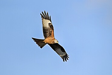 Red kite (Milvus milvus), in flight, Switzerland