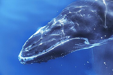 Humpback whale underwater, Queensland, Australia