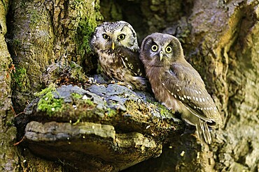 Great Horned Owl (Aegolius funereus), Great Horned Owl, adult, juvenile, on tree, on guard, watchful, in summer, Šumava, Czech Republic