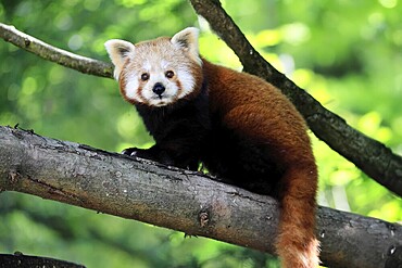Western Red panda (Ailurus fulgens), adult, on tree, Himalayas, Central Asia