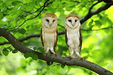 Barn owl (Tyto alba), adult, pair, vigilant, on tree, in summer, Šumava, Czech Republic