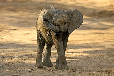 African elephant (Loxodonta africana), young animal, sniffing, trunk, dried up riverbed, Kruger, Kruger National Park, South Africa