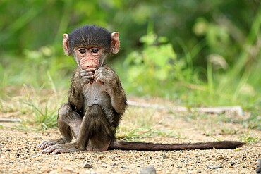 Bear baboon, Tschakma baboon (Papio ursinus), young, baby, on the ground, sitting, eating, Kruger, Kruger National Park, South Africa