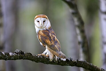 Barn owl (Tyto alba), adult, alert, perch, in spring, Šumava, Czech Republic
