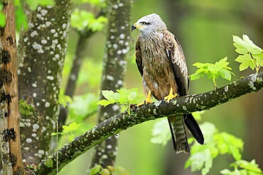 Black Kite (Milvus migrans), adult, vigilant, on tree, spring, Šumava, Czech Republic