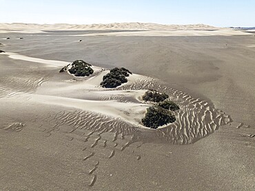 Small sand heaps form around the sparse vegetation in the Namib Desert. Aerial view. Drone shot. Skeleton Coast National Park, Namibia