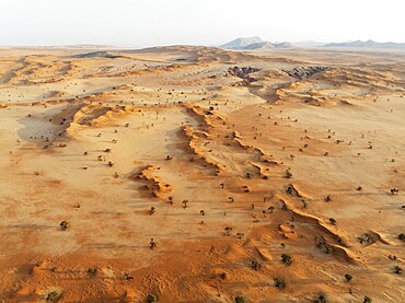 Sand dunes grown with camelthorn trees (Vachellia erioloba) in the Tsondab Valley in the Namib Desert. Aerial view. Drone shot. Namibia
