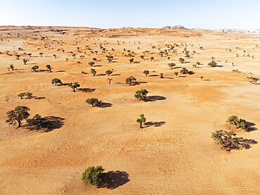 Sand dunes and camelthorn trees (Vachellia erioloba) in the Tsondab Valley in the Namib Desert. Aerial view. Drone shot. Namibia